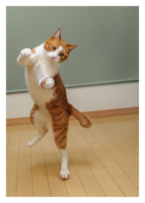 happy friday dance cat